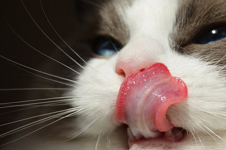 Pourquoi mon chat bave ?   Les causes de ce comportement