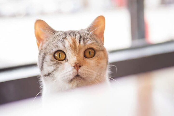 Pourquoi mon chat me suit partout