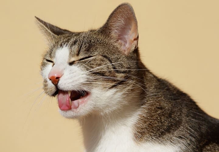 pourquoi mon chat vomit