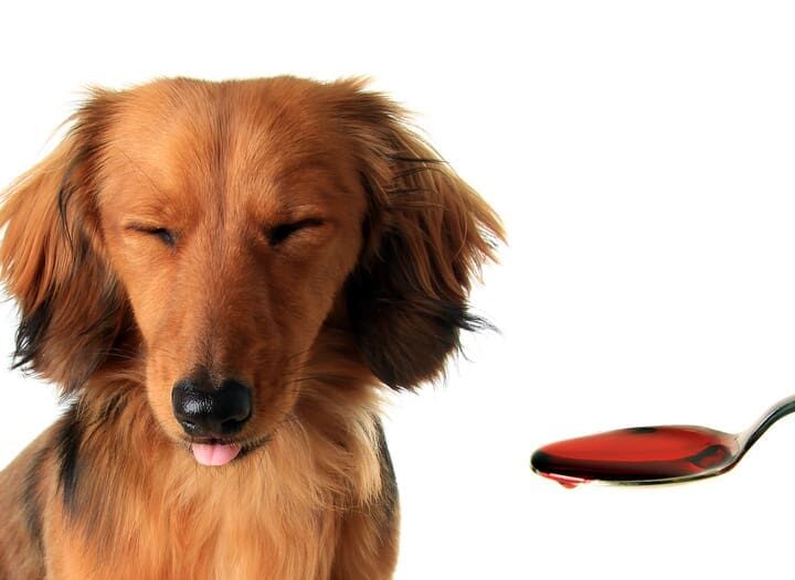 Chien assuré chez Assur O'Poil qui est malade