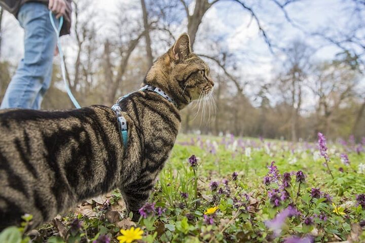 promener son chat en laisse education