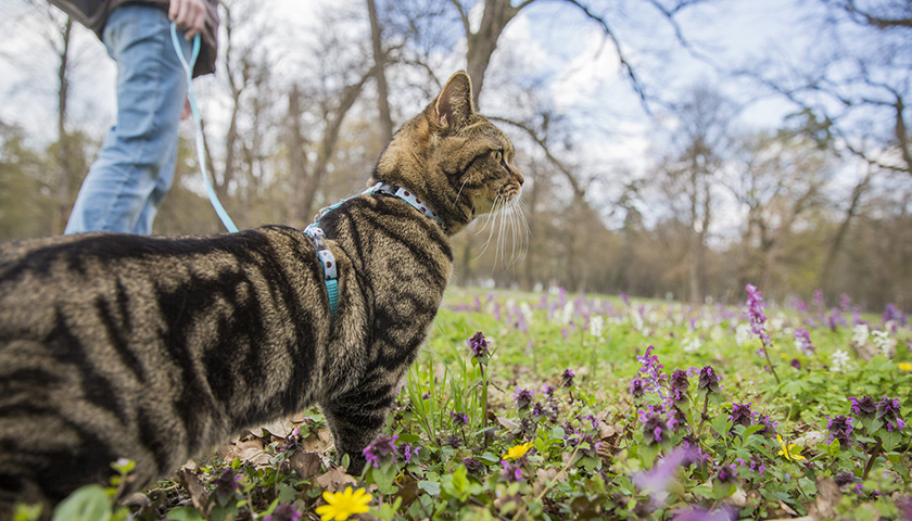 Se promener avec son chat : choisir un harnais pour sa sécurité