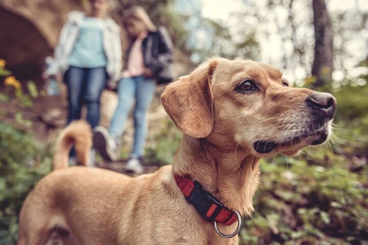 promener son chien sans laisse