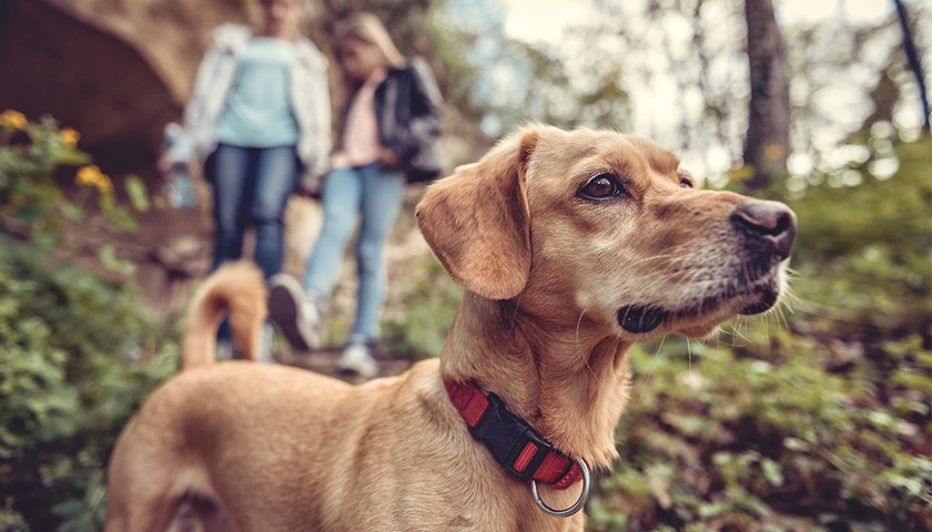 Promener son chien sans laisse : les étapes à suivre