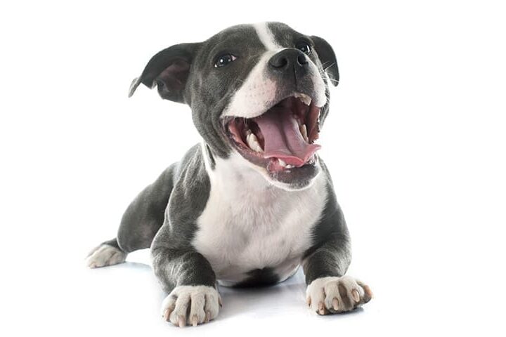 psychologie du chien emotions