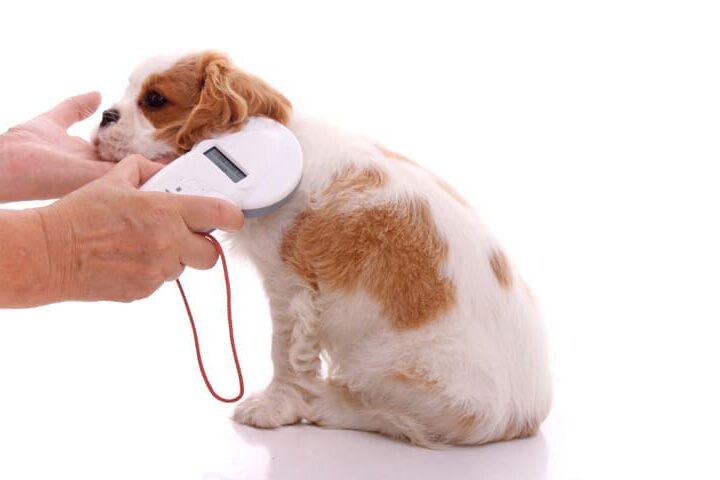 quel prix pour pucer un chien