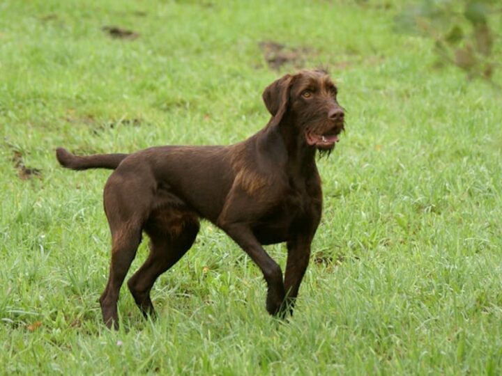 pudelpointer