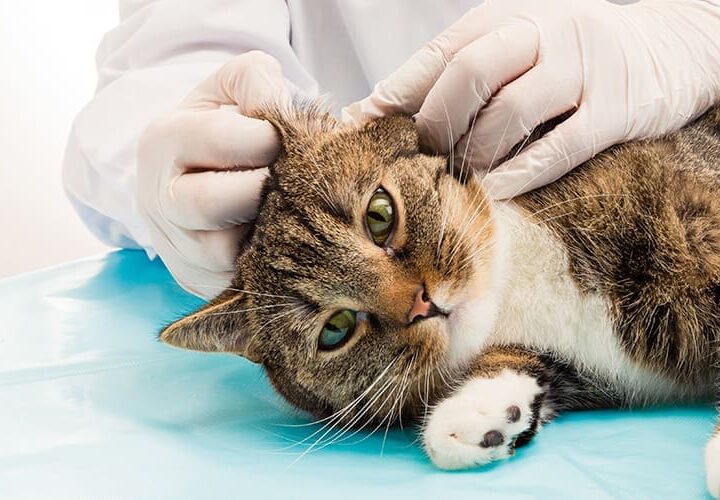 quand faut il vermifuger son chat