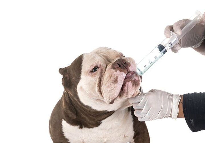 quand vermifuger son chien