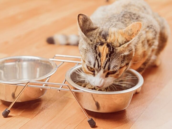 Chat assuré chez Assur O'Poil mange des croquettes dans sa gamelle