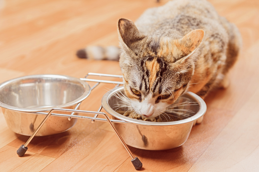 Chat assuré chez Assur O'Poil mange des croquettes dans sa gamelle