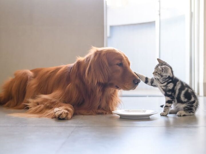 quels sont les soins rembourses par lassurance animaux
