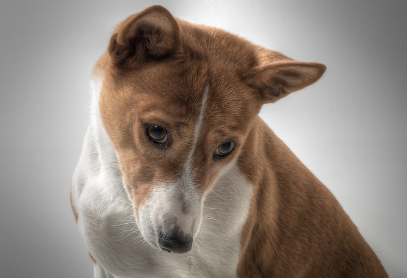 race basenji