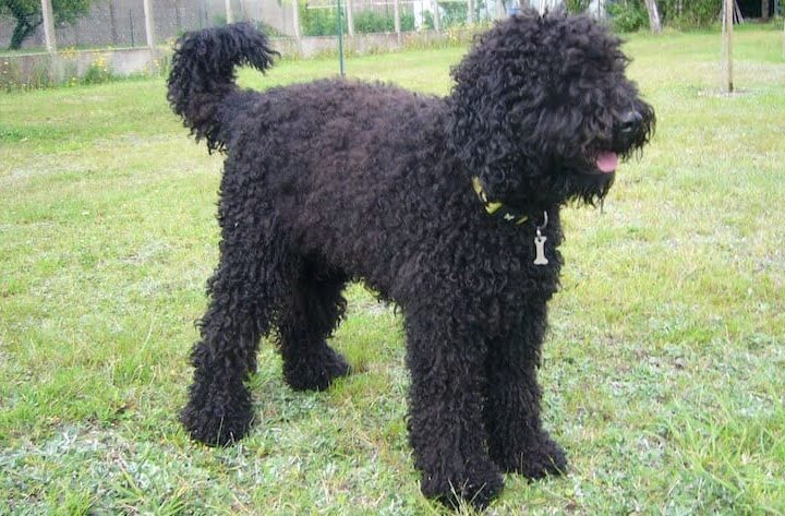 race chien barbet