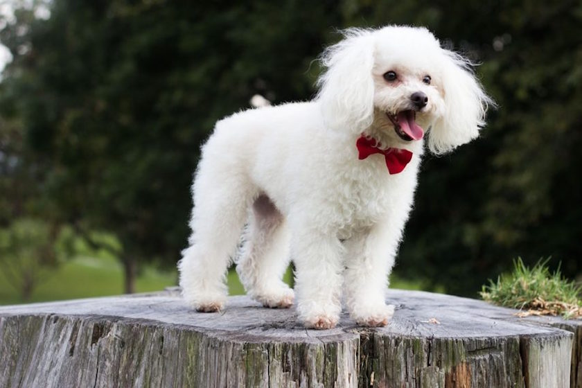 Caniche sur un tronc d'arbre