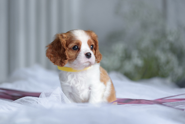 Cavalier King Charles Spaniel