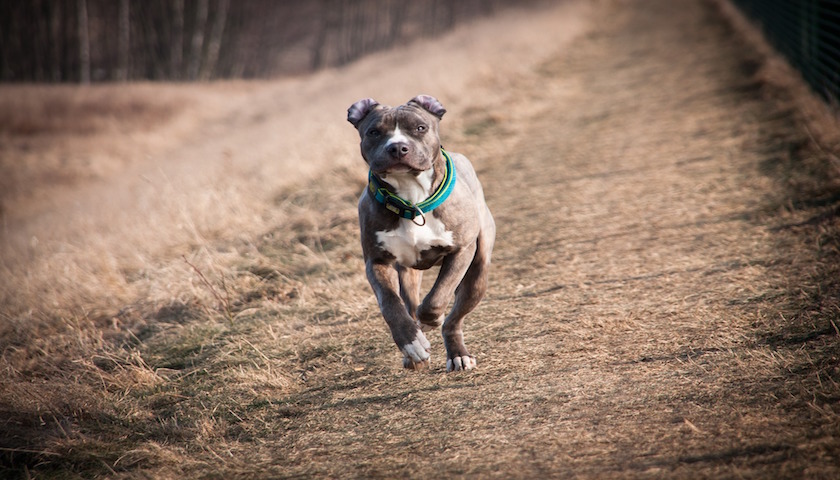 race de chien amstaff