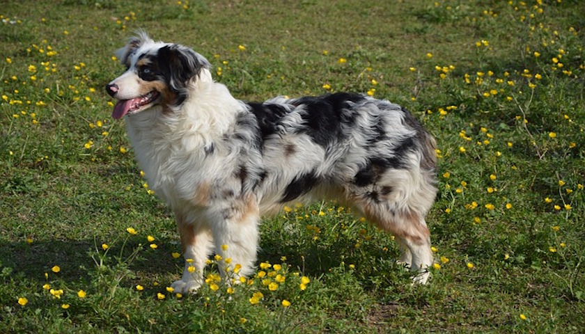 race de chien berger australien