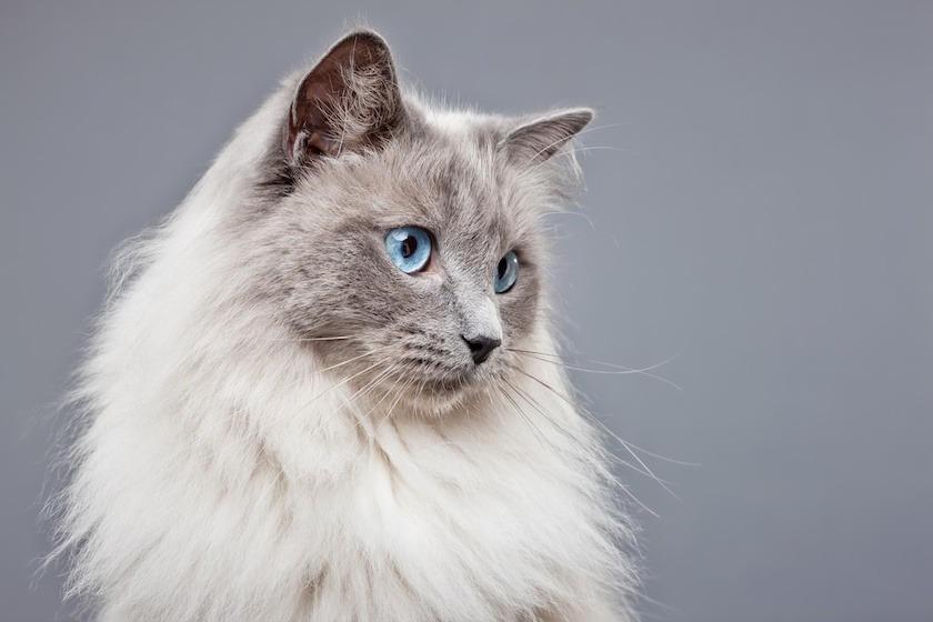 Chat de race Ragdoll assuré chez Assur O'Poil