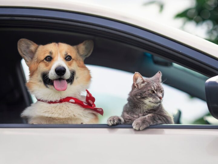 rapatriement est ce pris en charge par mon assurance animaux