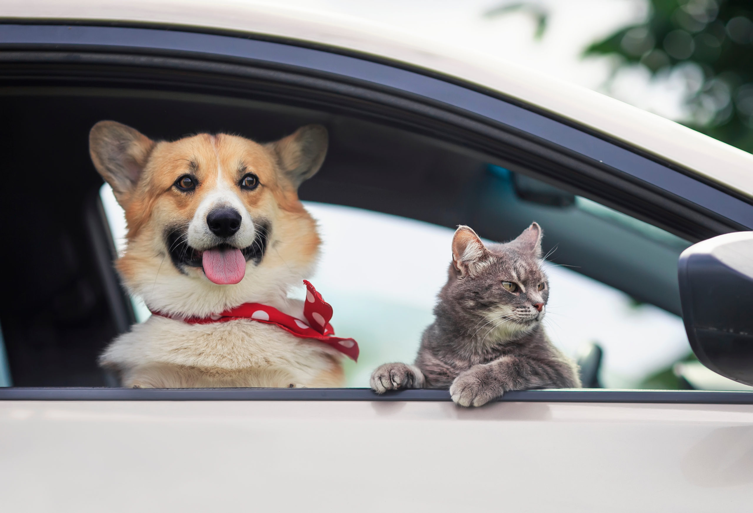 rapatriement est ce pris en charge par mon assurance animaux