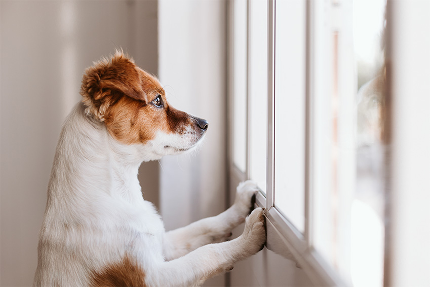 reconfinement et animal de compagnie