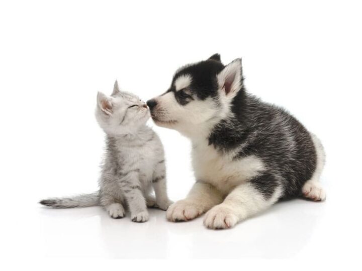 Chien et chat assurés chez Assur O'Poil trop mignons