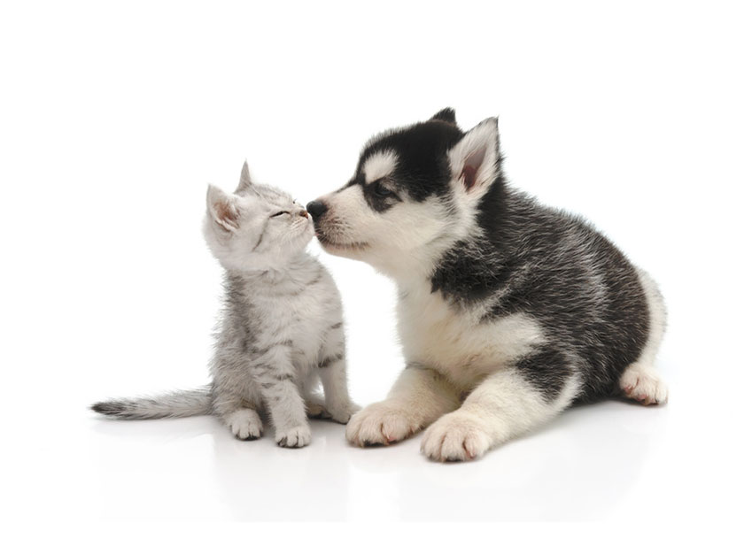 Chien et chat assurés chez Assur O'Poil trop mignons