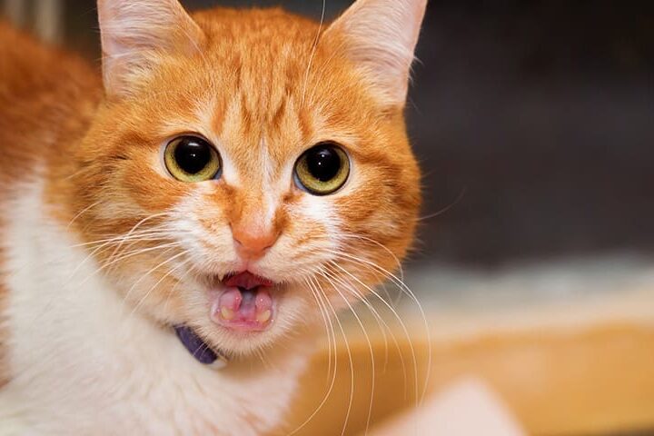 repulsif chat naturel