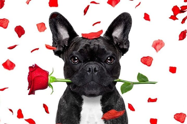 Chien assuré chez Assur O'Poil fête la saint valentin en offrant une rose