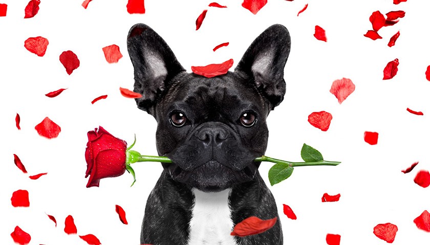 Chien assuré chez Assur O'Poil fête la saint valentin en offrant une rose