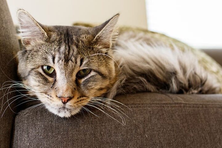 sante chat senior age