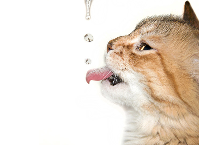 Déshydratation chat: Comment bien l'hydrater ?