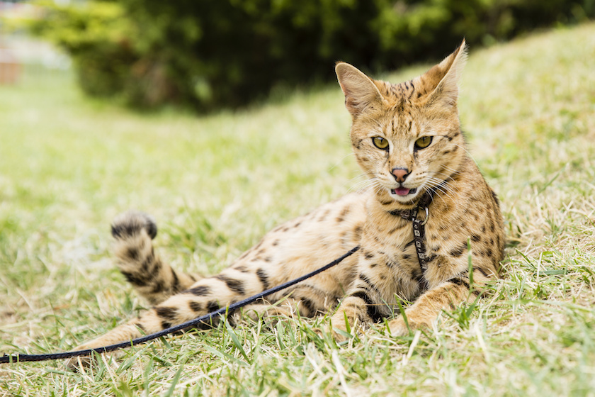 Chat de race Savannah assuré chez Assur O'Poil