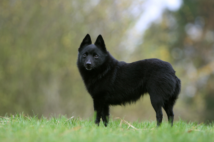 schipperke noir zain de profil dans la campagne