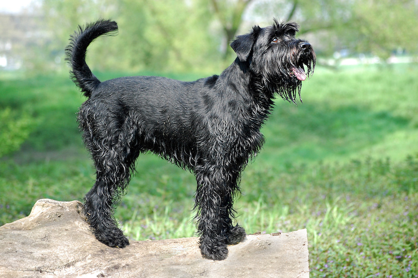 Riesenschnauzer