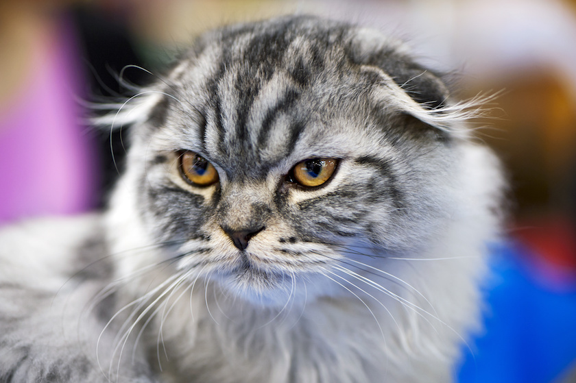 Chat de race Scottish fold à poil long assuré chez Assur O'Poil