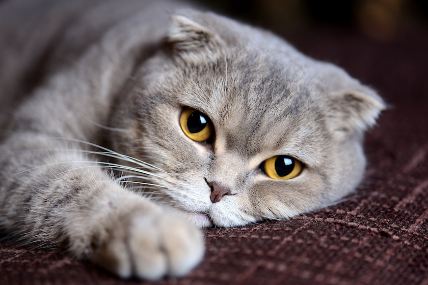 Chat de race Scottish Fold assuré chez Assur O'Poil