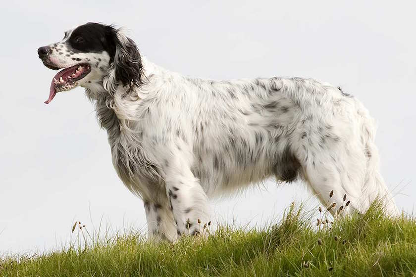 setter anglais chien