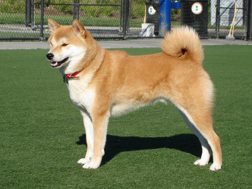 shiba inu race