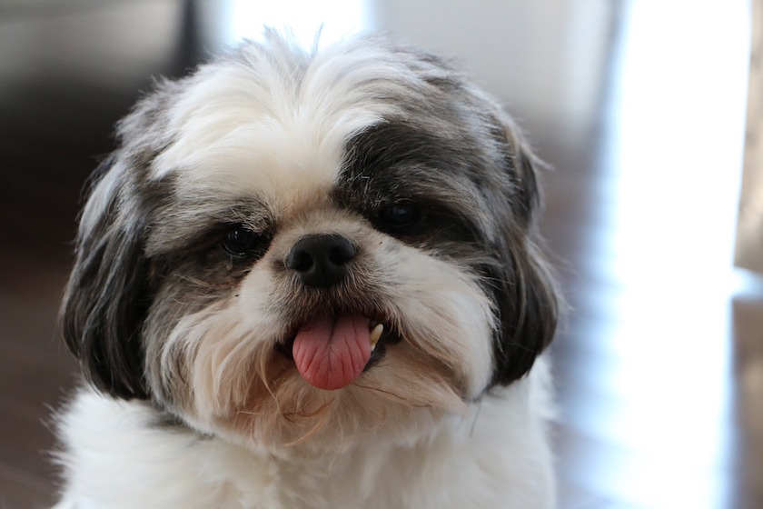 Le Shih Tzu