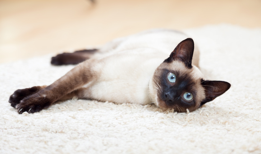 Chat de race Siamois assuré chez Assur O'Poil