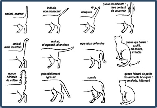 signification queue du chat