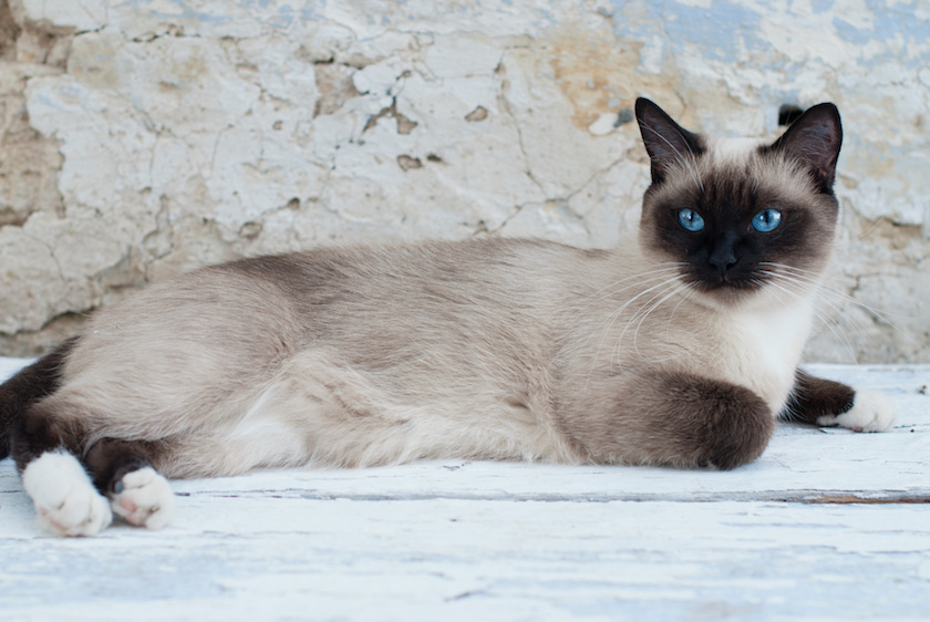 Chat de race Snowshoe assuré chez Assur O'Poil