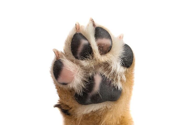 soigner coussinet chien