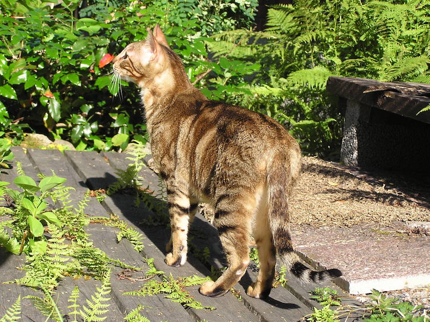 Chat de race Sokoke assuré chez Assur O'Poil