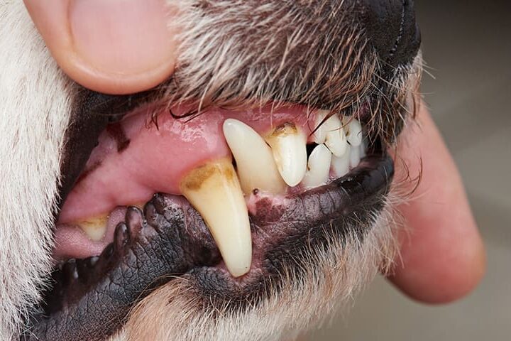soulager mal de dents chien