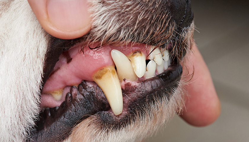 soulager mal de dents chien
