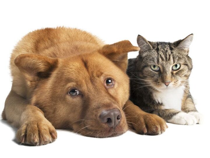 Chien et chat assurés chez Assur O'Poil qui se la coulent douce