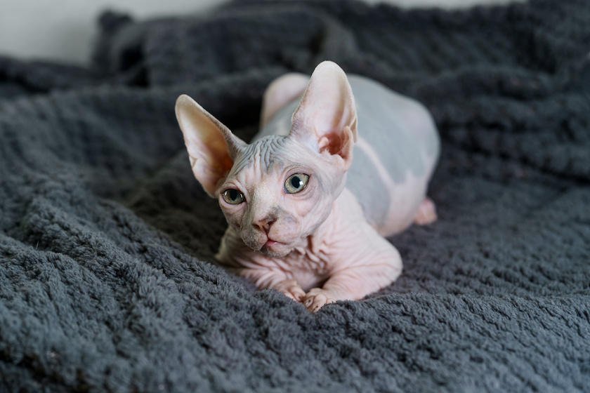 Chat de race Sphynx assuré chez Assur O'Poil